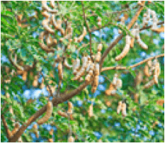 Tamarind / Horticulture