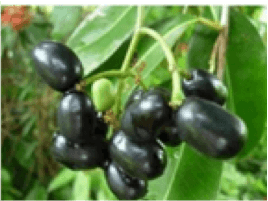Black berry / Horticulture