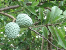 Custard apple / Horticulture