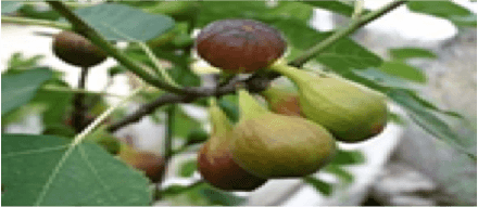 Fig / Horticulture