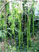 Drum stick / Horticulture