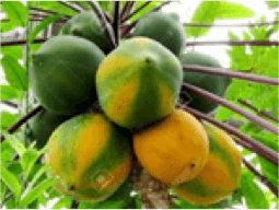 Papaya / Horticulture