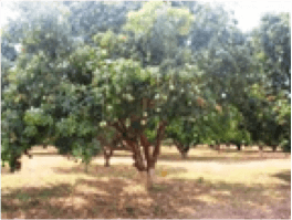 Mango / Horticulture