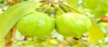 Guava / Horticulture