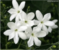 Jasminum / Flory