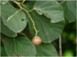 Boraginacea / Fodder