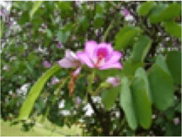 Bauhinia / Fodder