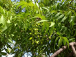 Neem / Forestry