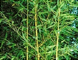 Phyllostachys / Forestry