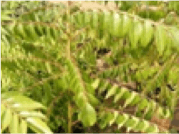 Curry leaves / Medicinal