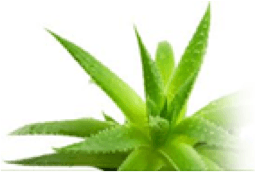 Aloe vera / Medicinal