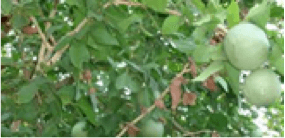 Aegel-marmalos / Medicinal